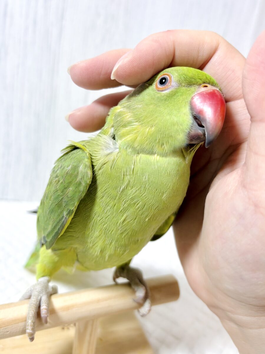 ワカケホンセイインコ（月の輪インコ）