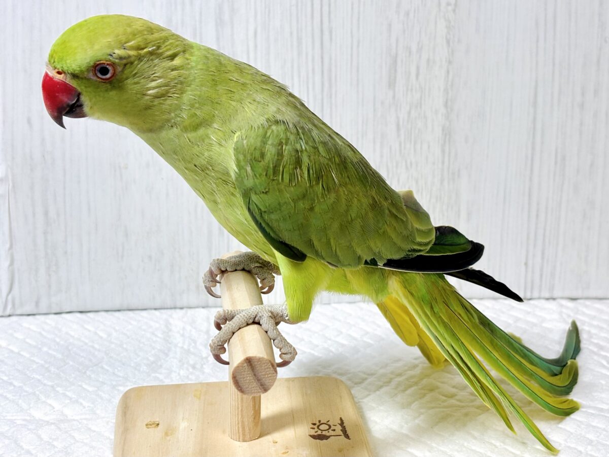 ワカケホンセイインコ（月の輪インコ）