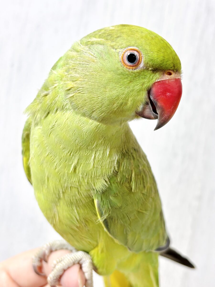 ワカケホンセイインコ（月の輪インコ）