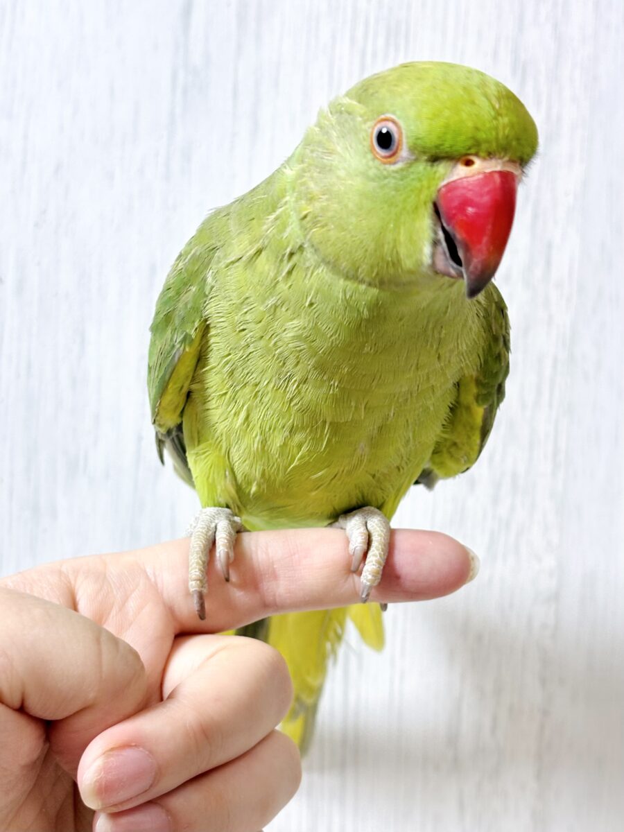ワカケホンセイインコ（月の輪インコ）