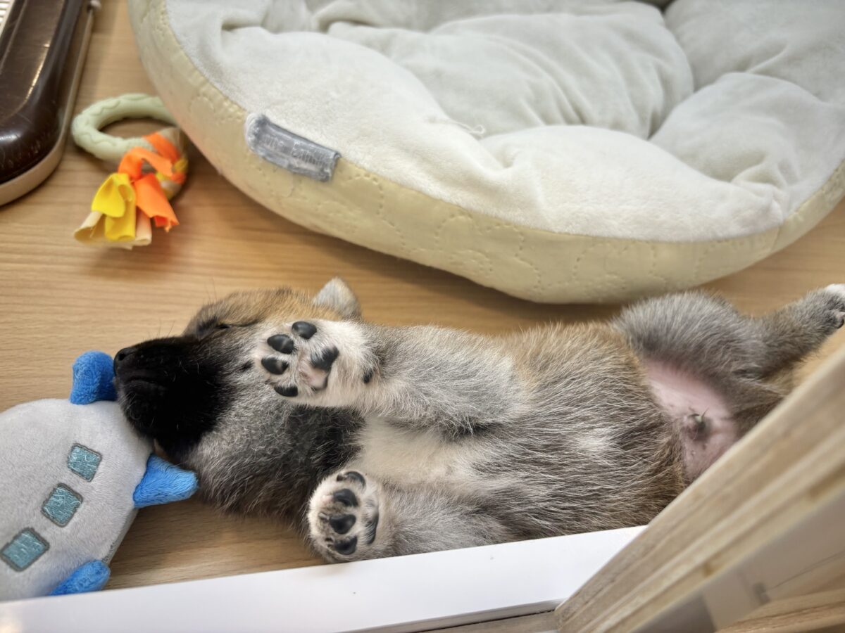 もちもちまんじゅう?柴犬くん! 柴犬