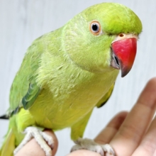 ワカケホンセイインコ(月の輪インコ)  ノーマル  💚🍏