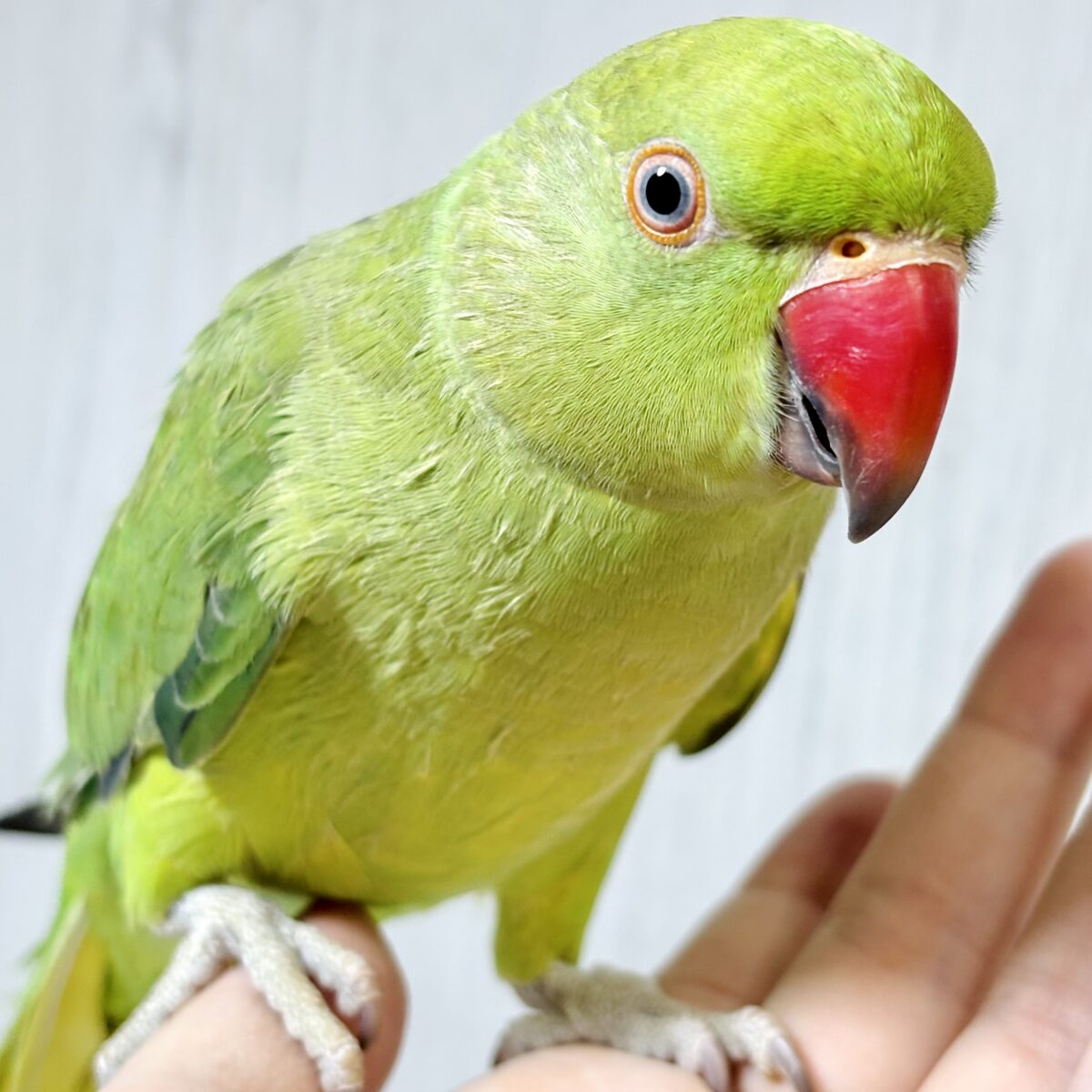 ワカケホンセイインコ(月の輪インコ)  ノーマル  💚🍏