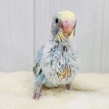 ふわふわパステル〜優しいグレーがポイント🌟セキセイインコのパステルレインボースパングル！