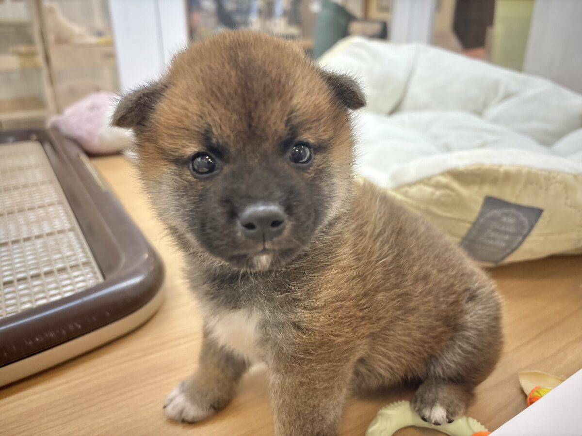 もちもちまんじゅう?柴犬くん! 柴犬