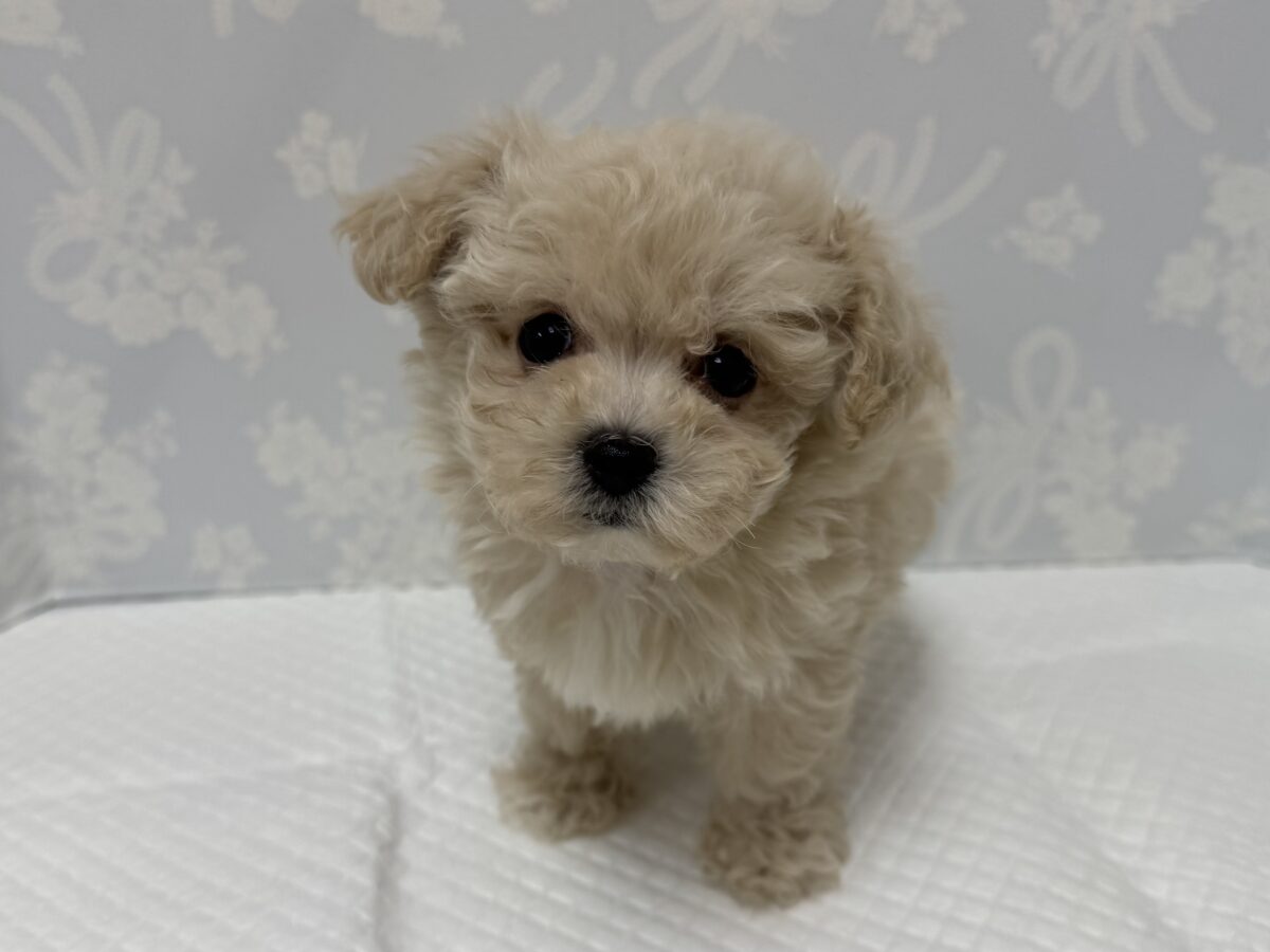 ふわもこ天使🪽♡マルプーくん🐶🤎 マルプー