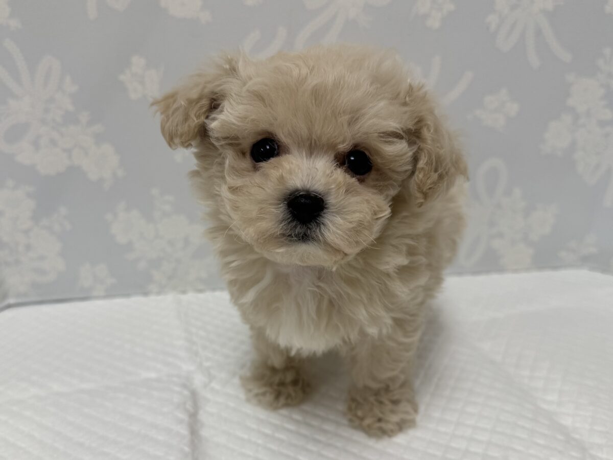 ふわもこ天使🪽♡マルプーくん🐶🤎 マルプー