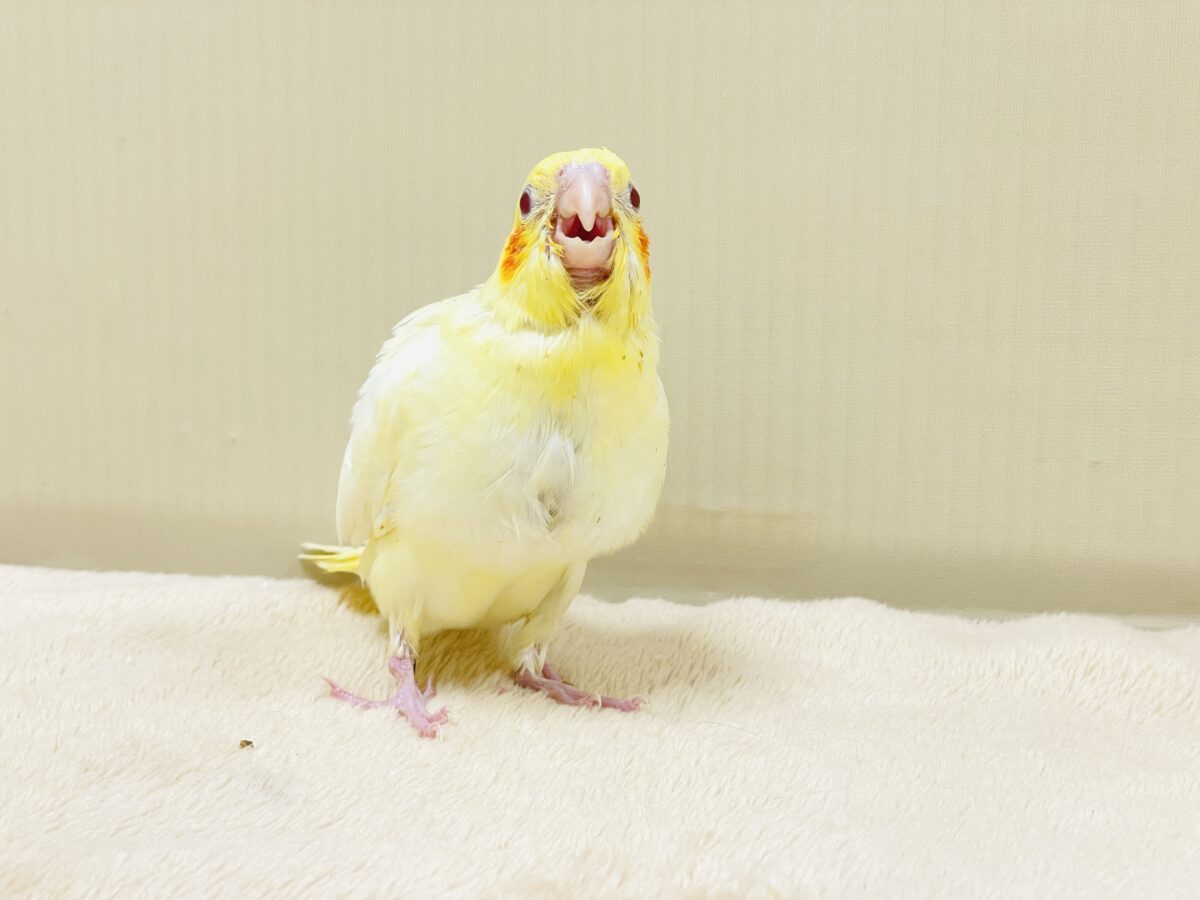 【最新画像】焼き菓子のようなふんわりイエロー💛オカメインコ(ルチノー)ヒナ オカメインコ