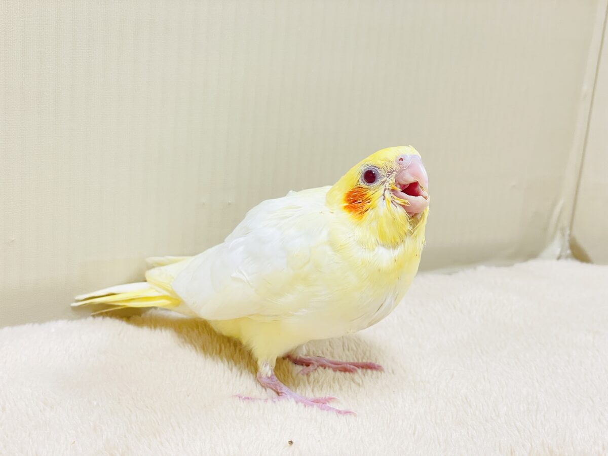 【最新画像】焼き菓子のようなふんわりイエロー💛オカメインコ(ルチノー)ヒナ オカメインコ