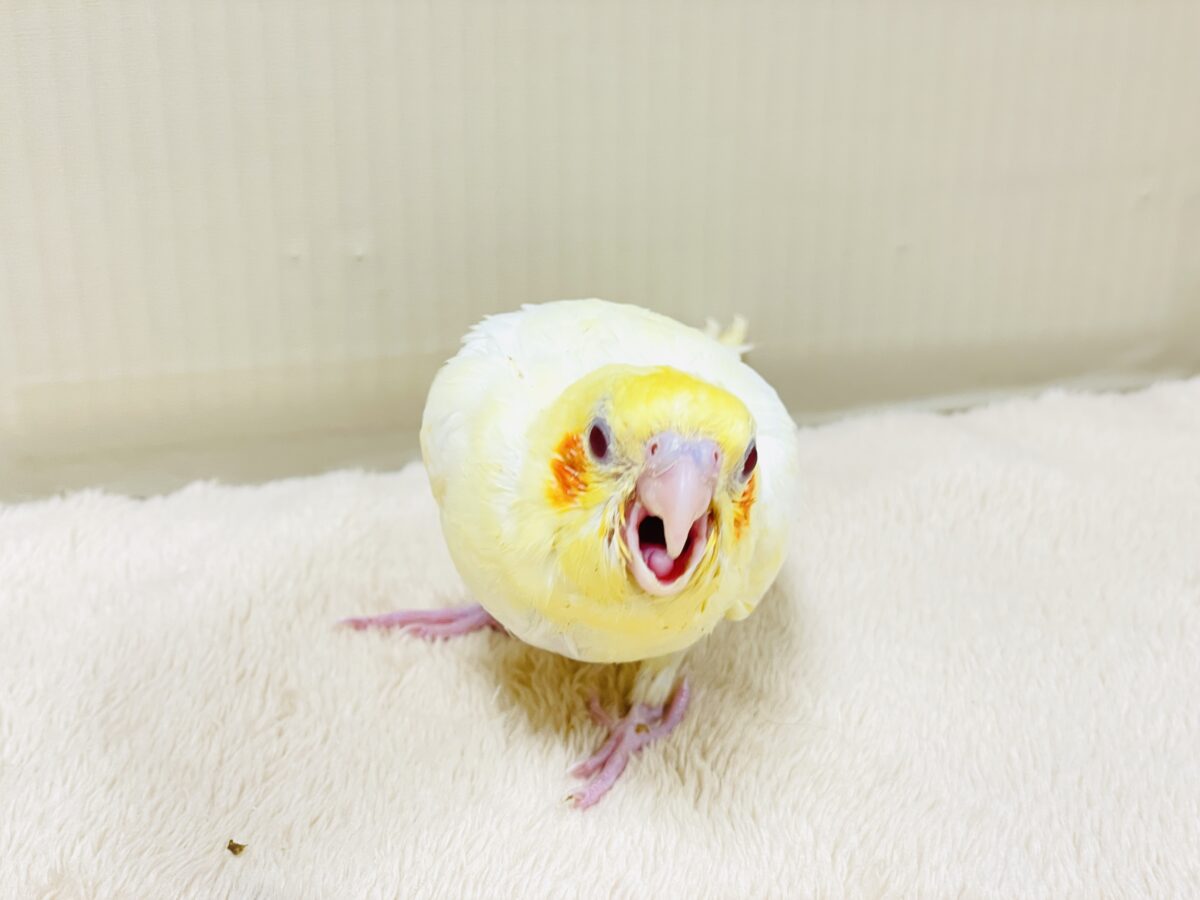 【最新画像】焼き菓子のようなふんわりイエロー💛オカメインコ(ルチノー)ヒナ オカメインコ