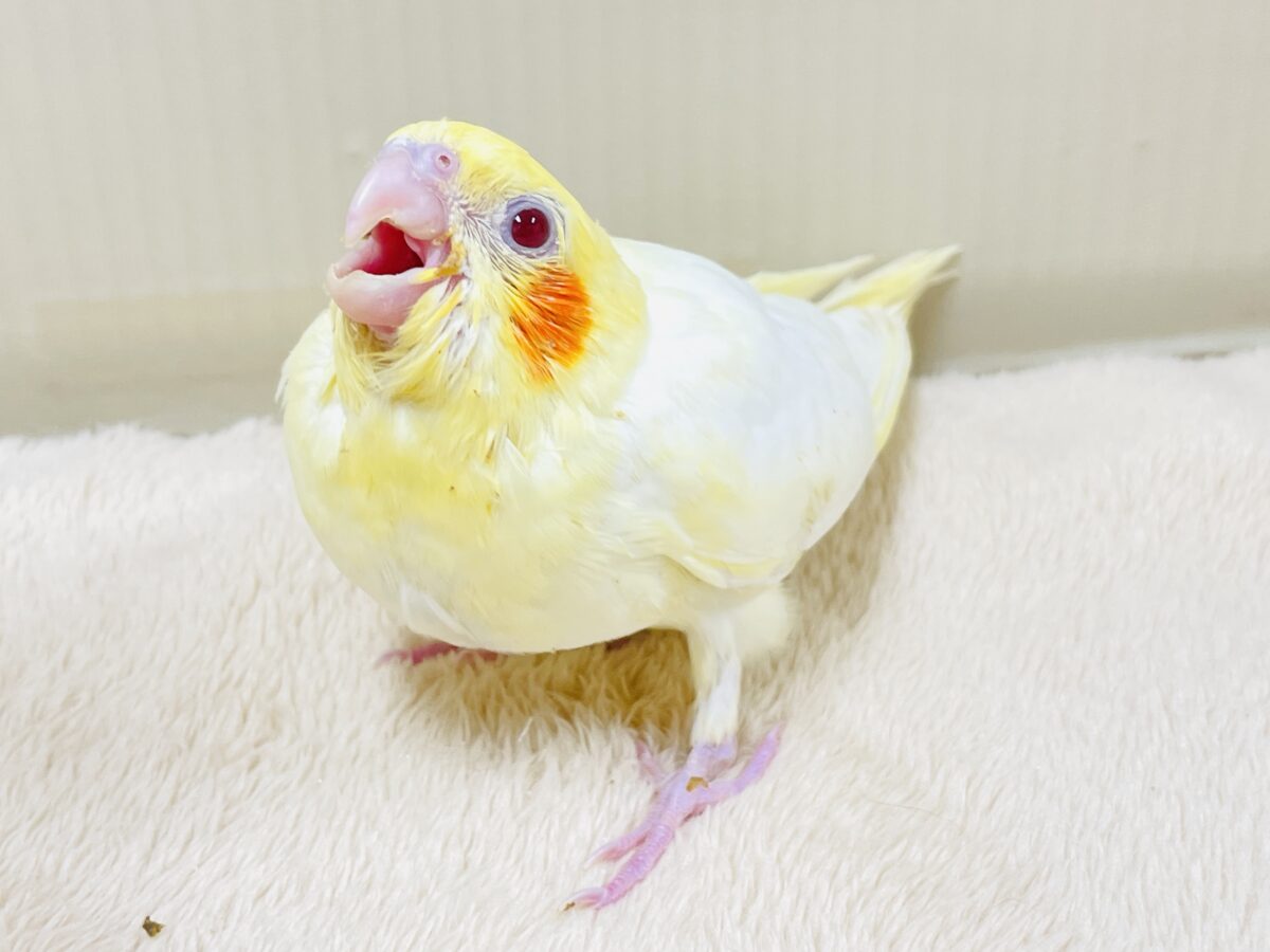 【最新画像】焼き菓子のようなふんわりイエロー💛オカメインコ(ルチノー)ヒナ オカメインコ