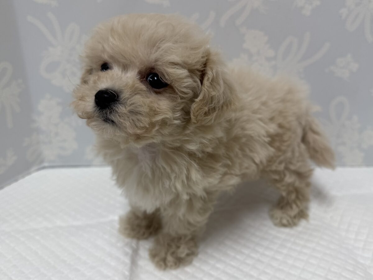 ふわもこ天使🪽♡マルプーくん🐶🤎 マルプー
