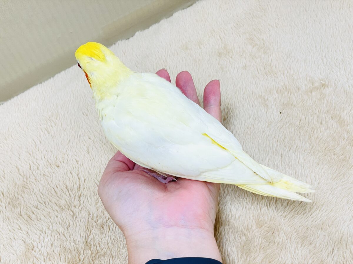 【最新画像】焼き菓子のようなふんわりイエロー💛オカメインコ(ルチノー)ヒナ オカメインコ