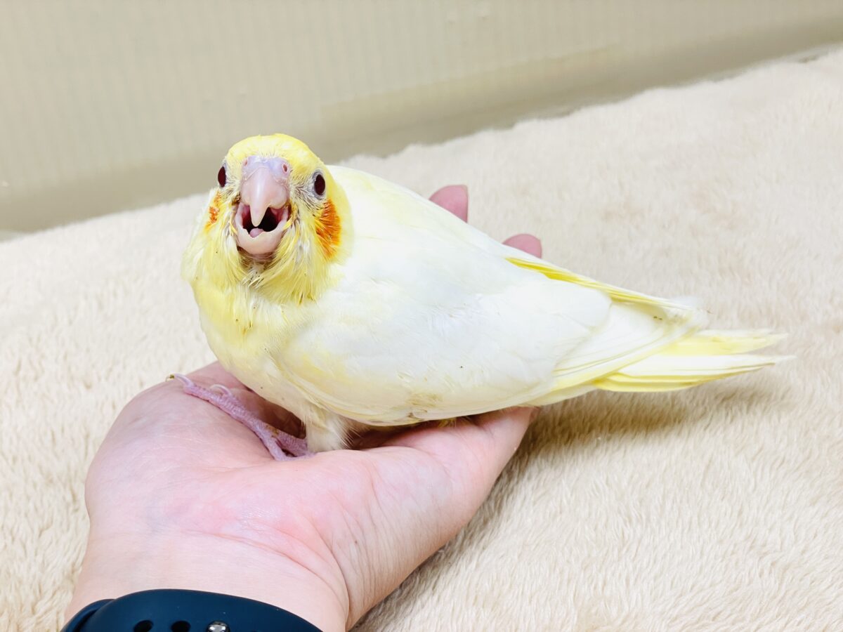【最新画像】焼き菓子のようなふんわりイエロー💛オカメインコ(ルチノー)ヒナ オカメインコ