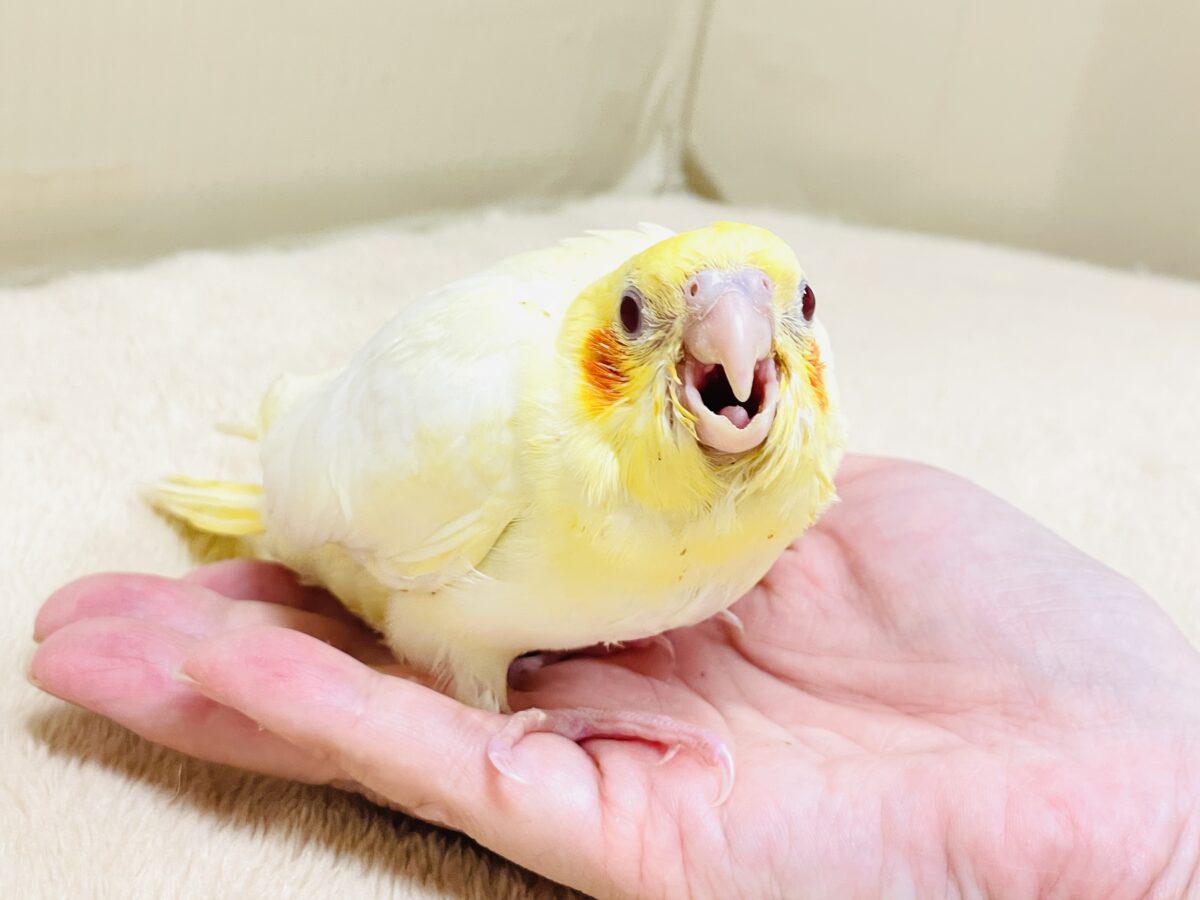 【最新画像】焼き菓子のようなふんわりイエロー💛オカメインコ(ルチノー)ヒナ オカメインコ
