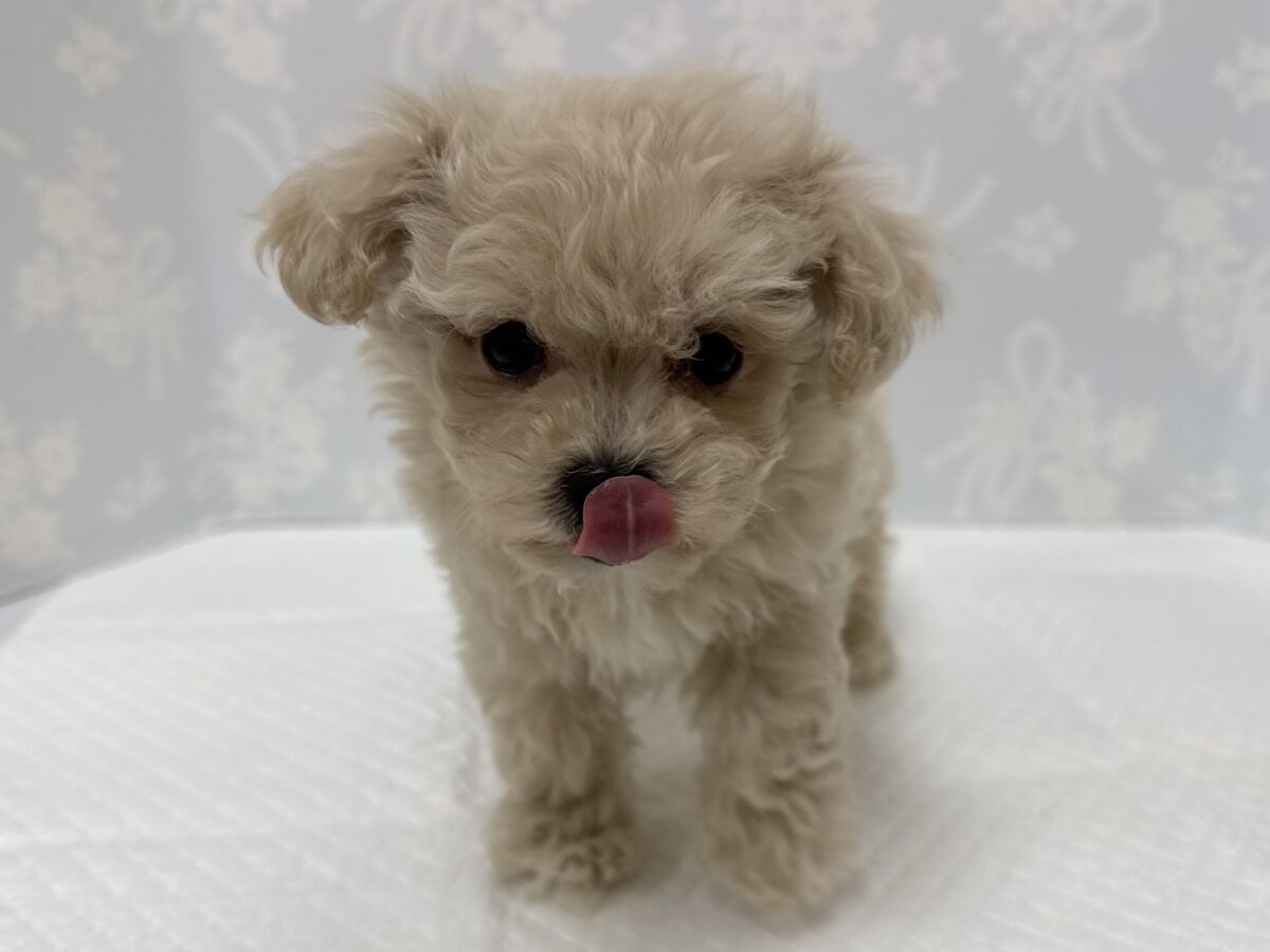 ふわもこ天使🪽♡マルプーくん🐶🤎 マルプー