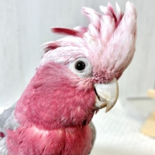 モモイロインコ  女の子  🎀(⑉• θ •⑉)❤︎