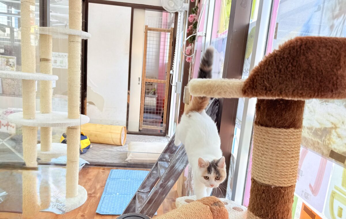 最新画像📸スコティッシュフォールド(ダイリュートキャリコ)女の子♪お気に入りはキャットタワーの1番上! スコティッシュフォールド