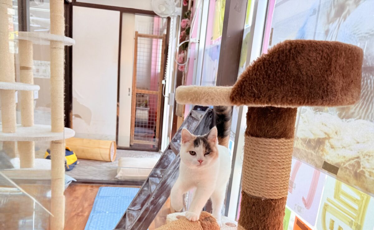 最新画像📸スコティッシュフォールド(ダイリュートキャリコ)女の子♪お気に入りはキャットタワーの1番上! スコティッシュフォールド