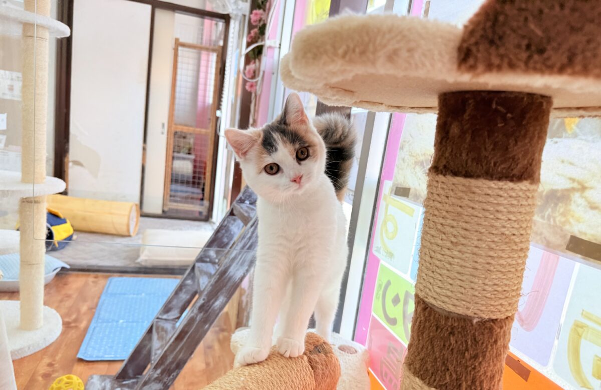 最新画像📸スコティッシュフォールド(ダイリュートキャリコ)女の子♪お気に入りはキャットタワーの1番上! スコティッシュフォールド