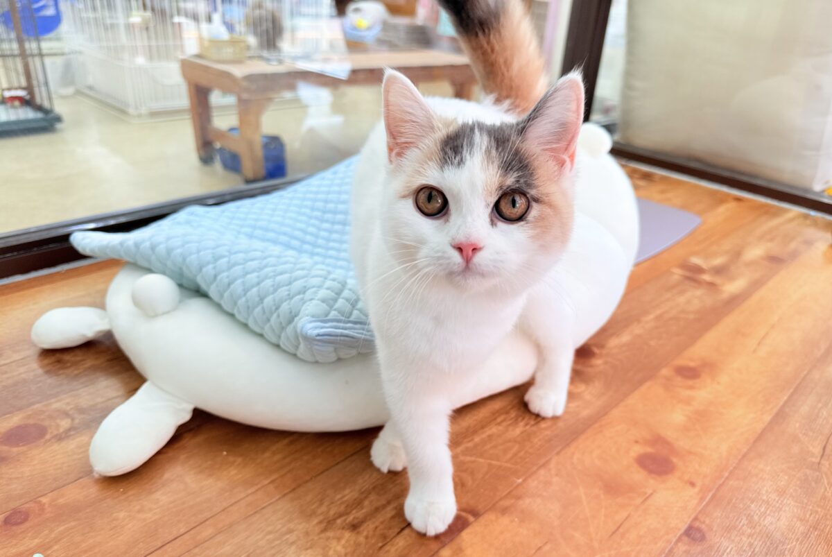 最新画像📸スコティッシュフォールド(ダイリュートキャリコ)女の子♪お気に入りはキャットタワーの1番上! スコティッシュフォールド