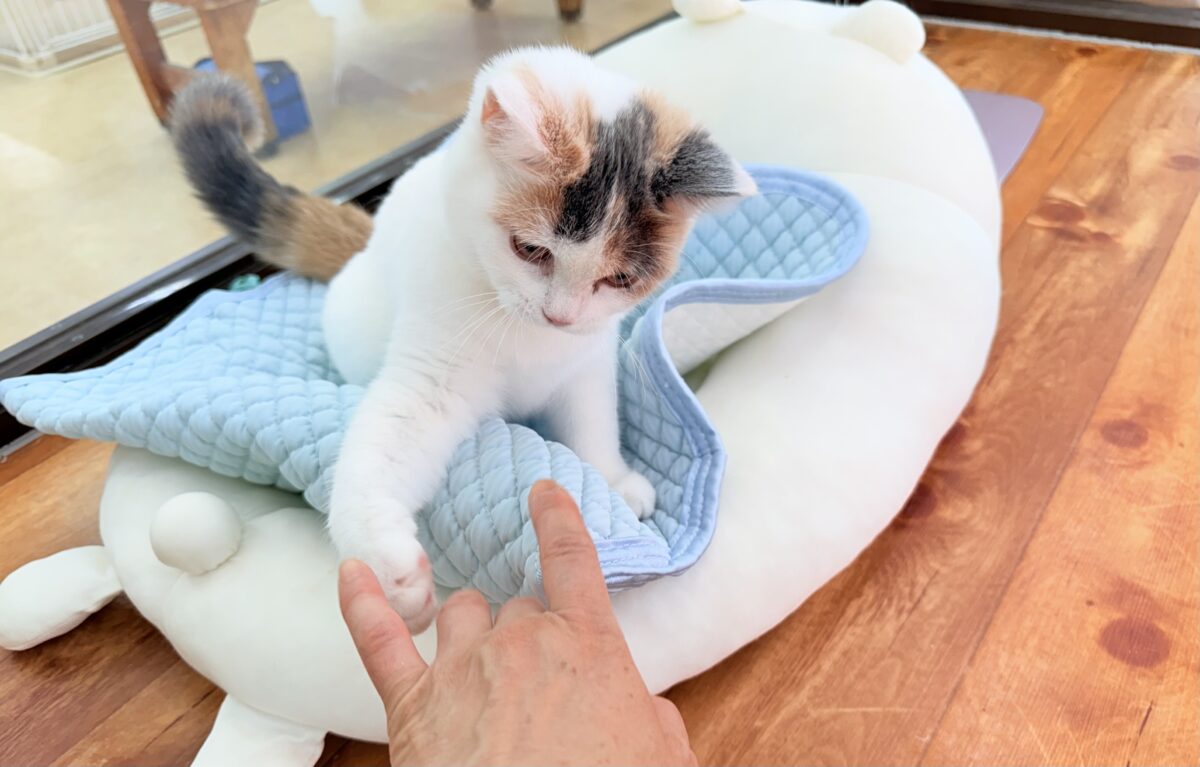 最新画像📸スコティッシュフォールド(ダイリュートキャリコ)女の子♪お気に入りはキャットタワーの1番上! スコティッシュフォールド