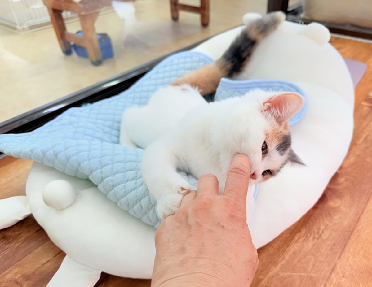 最新画像📸スコティッシュフォールド(ダイリュートキャリコ)女の子♪お気に入りはキャットタワーの1番上! スコティッシュフォールド