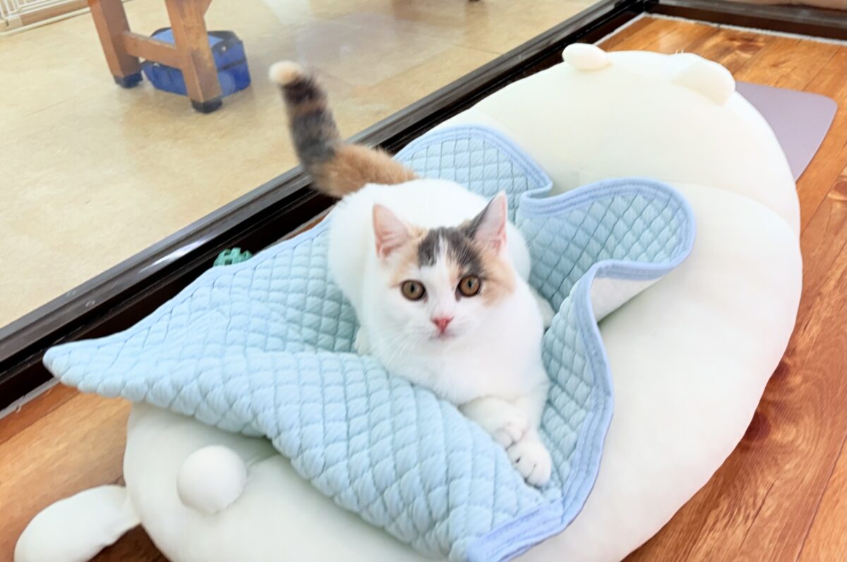 最新画像📸スコティッシュフォールド(ダイリュートキャリコ)女の子♪お気に入りはキャットタワーの1番上! スコティッシュフォールド