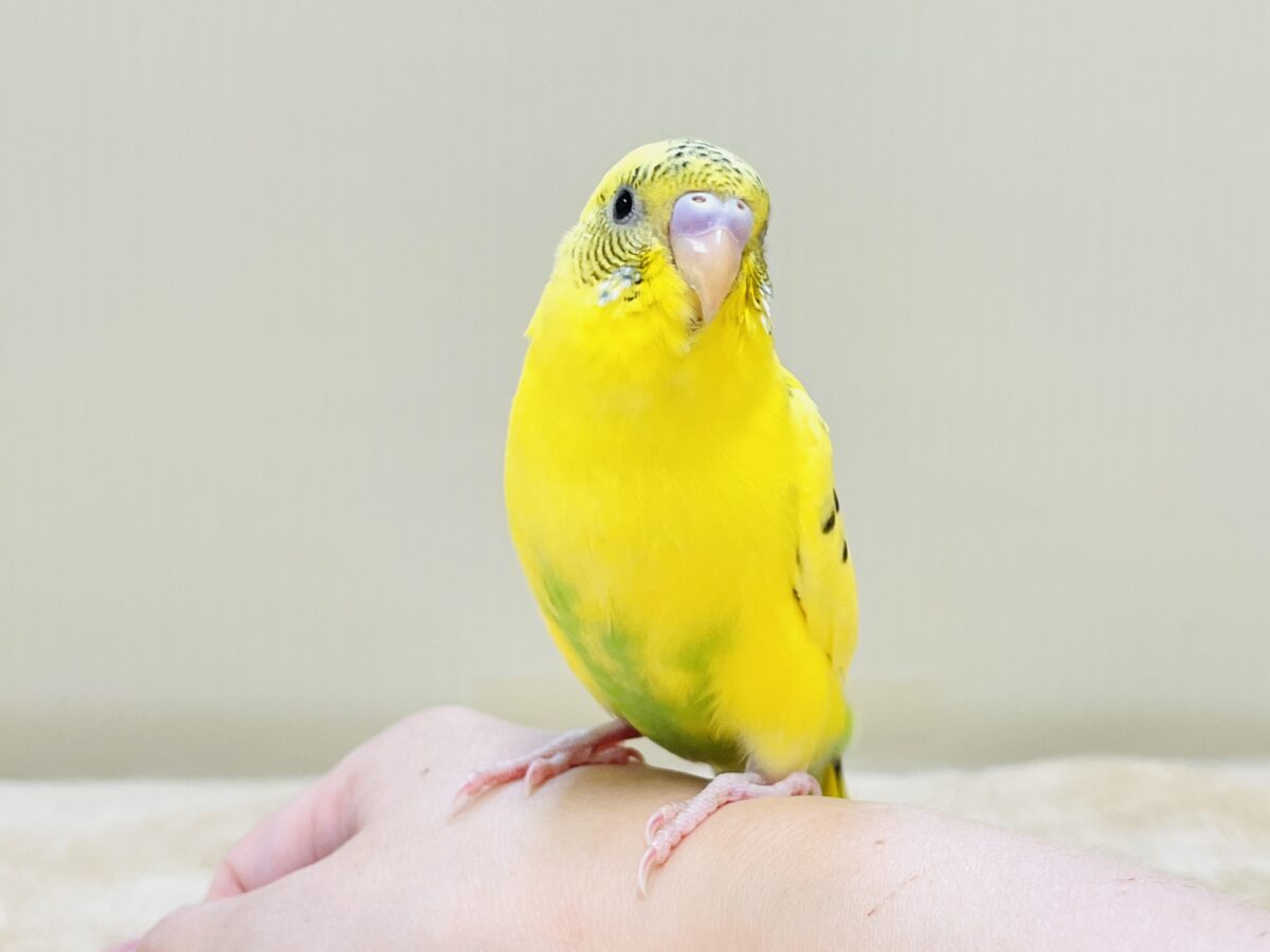 いろんなモノが気になるんだよね~💛セキセイインコ(ハルクイン)ヒナ セキセイインコ
