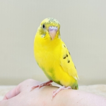 いろんなモノが気になるんだよね～💛セキセイインコ（ハルクイン）ヒナ