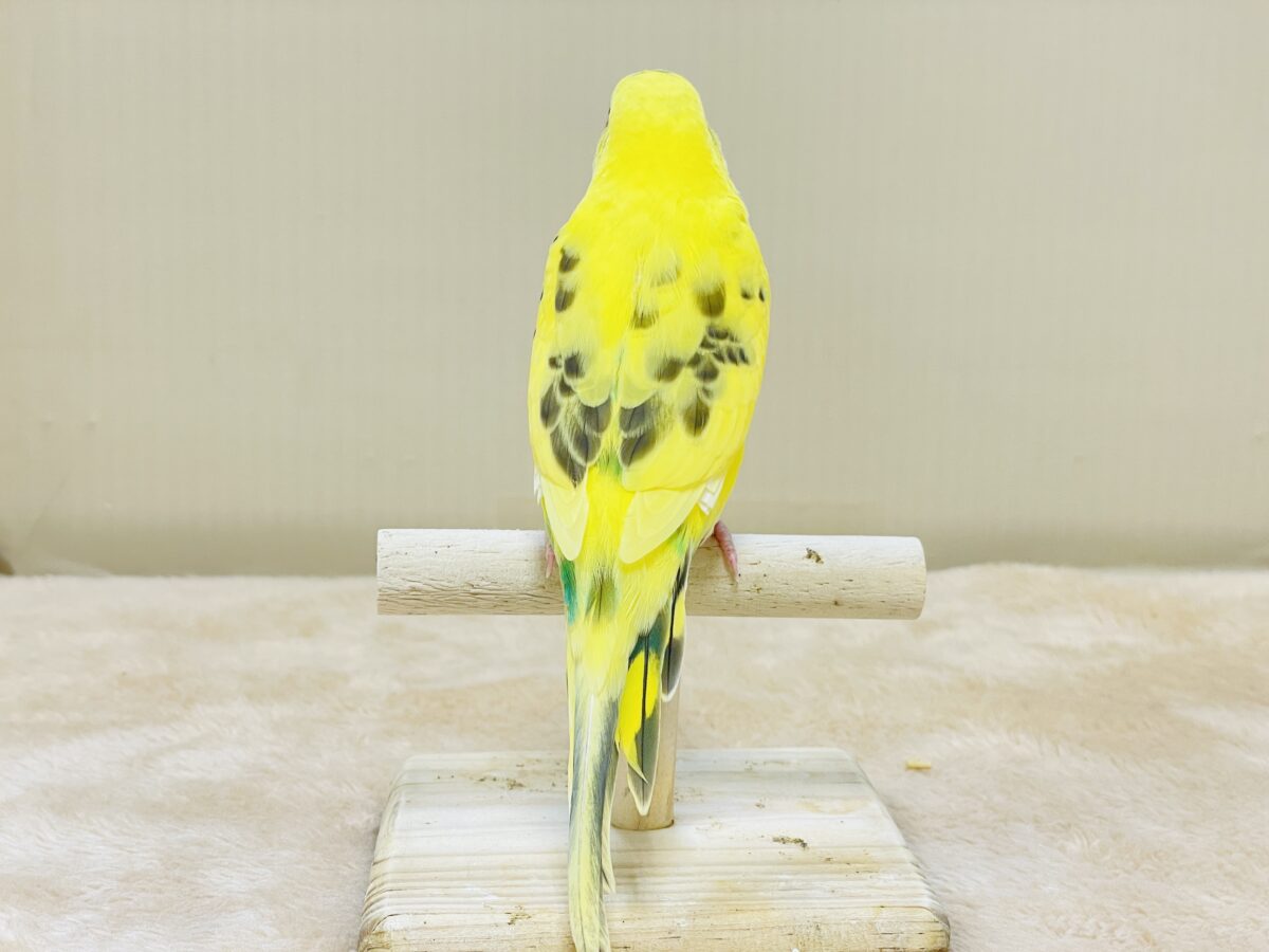 いろんなモノが気になるんだよね~💛セキセイインコ(ハルクイン)ヒナ セキセイインコ