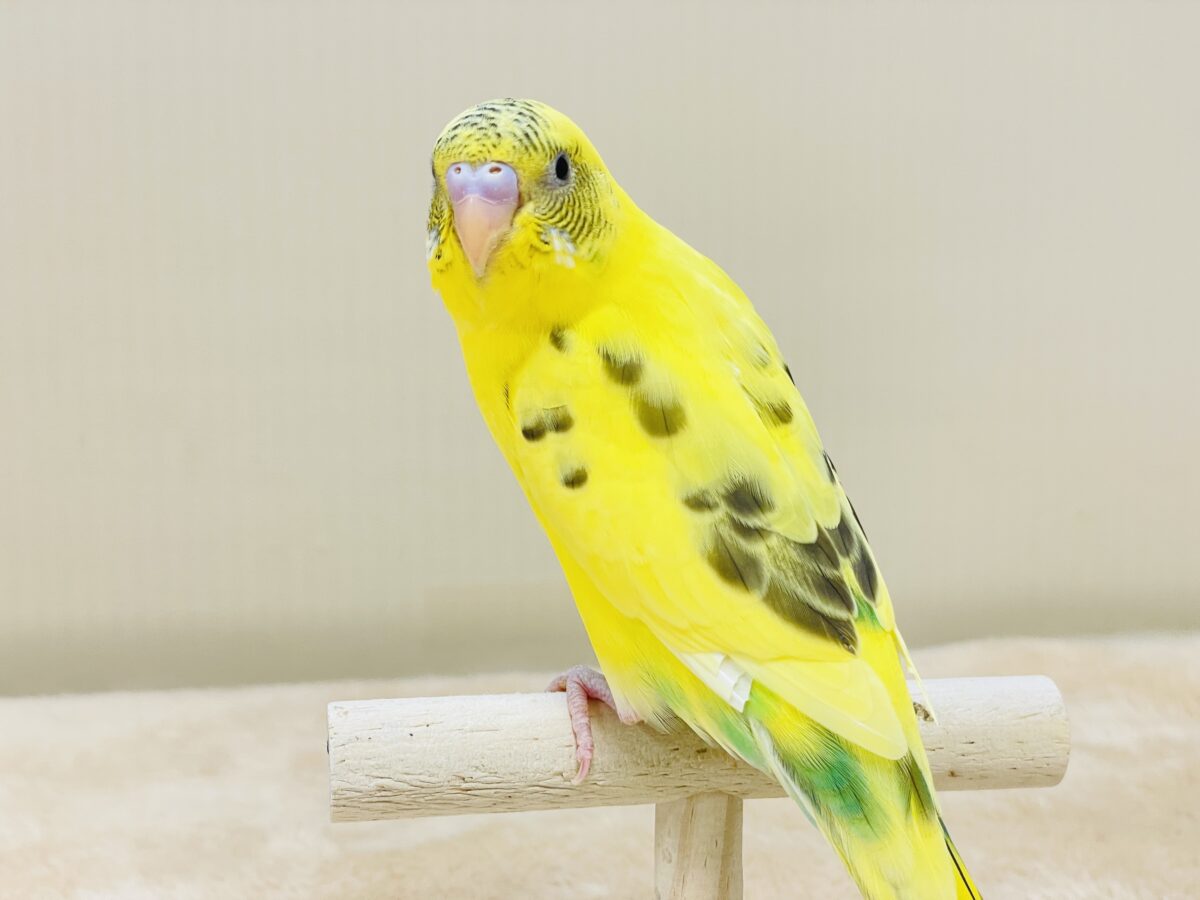 いろんなモノが気になるんだよね~💛セキセイインコ(ハルクイン)ヒナ セキセイインコ
