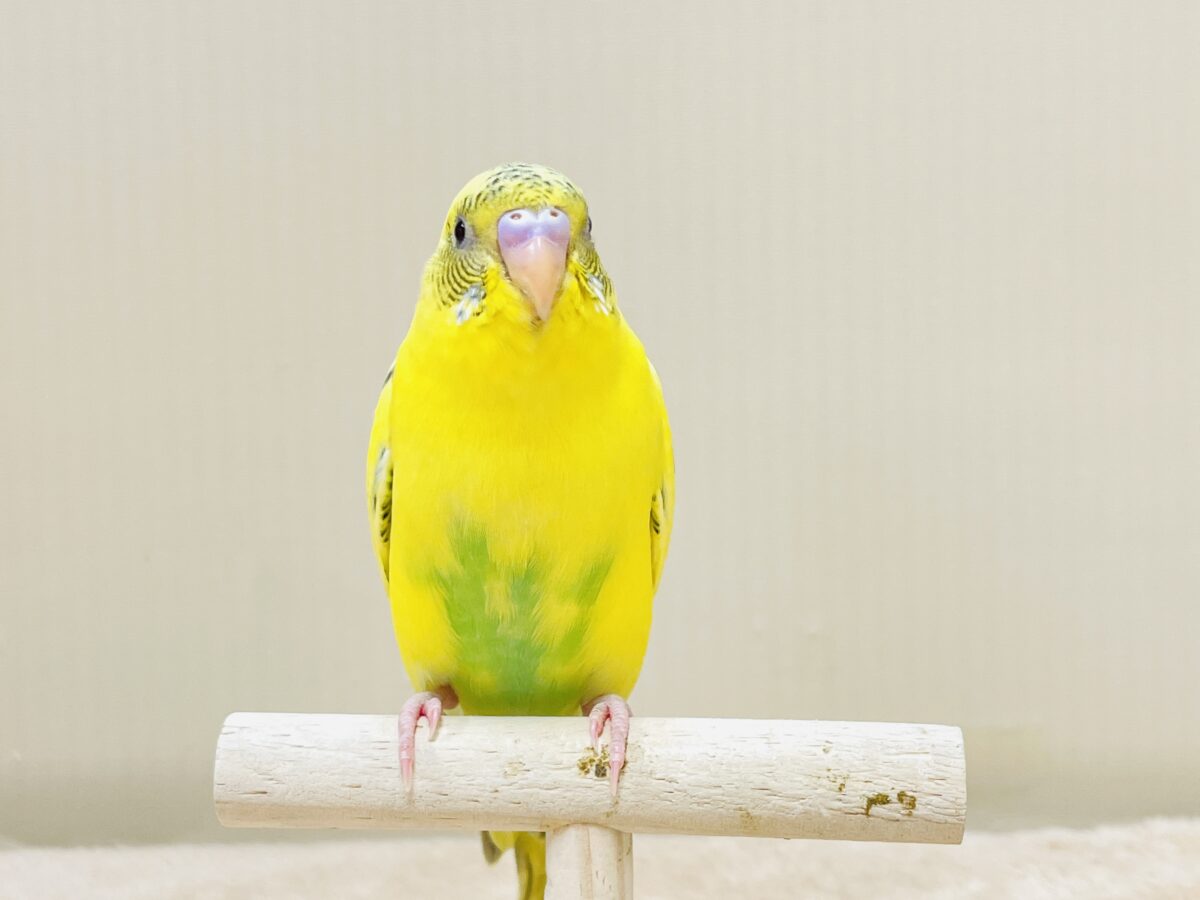 いろんなモノが気になるんだよね~💛セキセイインコ(ハルクイン)ヒナ セキセイインコ