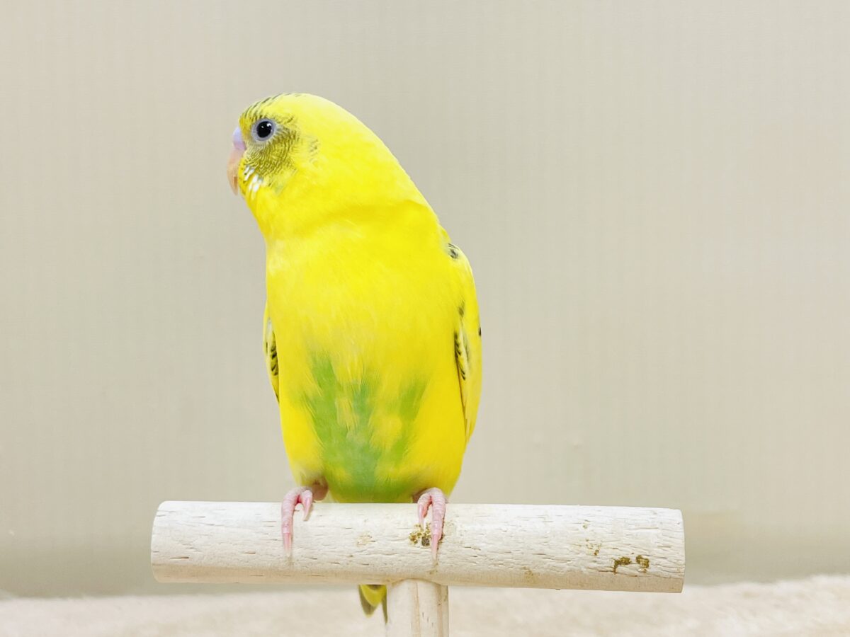 いろんなモノが気になるんだよね~💛セキセイインコ(ハルクイン)ヒナ セキセイインコ