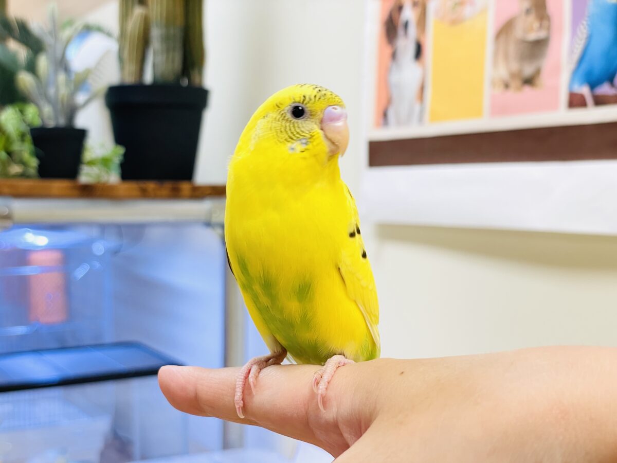 いろんなモノが気になるんだよね~💛セキセイインコ(ハルクイン)ヒナ セキセイインコ