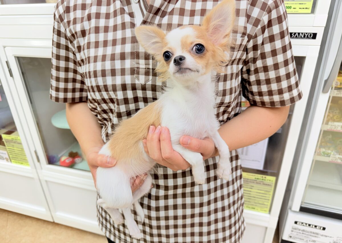 最新画像📸ロングコートチワワ(フォーン&ホワイト)女の子♪グレーのおめめがキラリ✨サークルデビューしています! チワワ