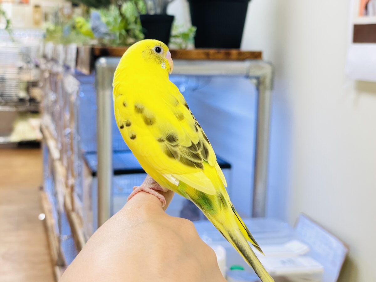 いろんなモノが気になるんだよね~💛セキセイインコ(ハルクイン)ヒナ セキセイインコ