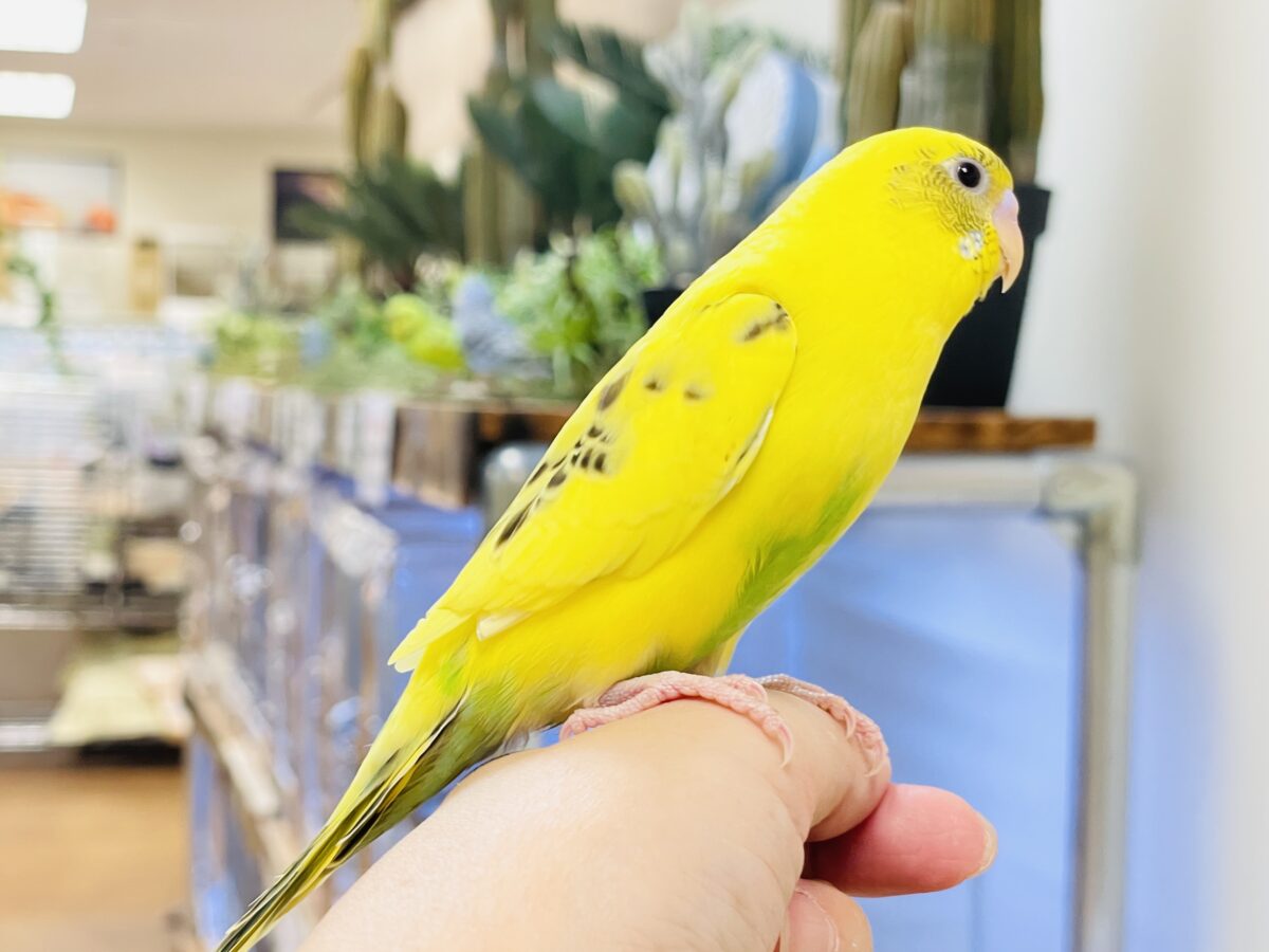いろんなモノが気になるんだよね~💛セキセイインコ(ハルクイン)ヒナ セキセイインコ