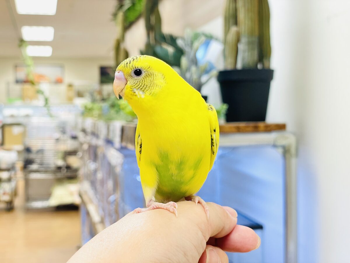 いろんなモノが気になるんだよね~💛セキセイインコ(ハルクイン)ヒナ セキセイインコ