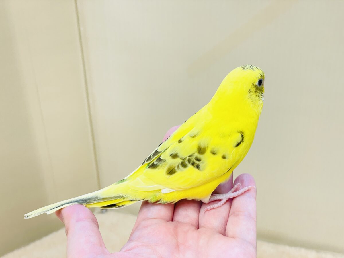 いろんなモノが気になるんだよね~💛セキセイインコ(ハルクイン)ヒナ セキセイインコ