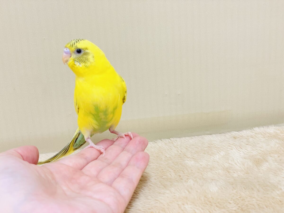 いろんなモノが気になるんだよね~💛セキセイインコ(ハルクイン)ヒナ セキセイインコ