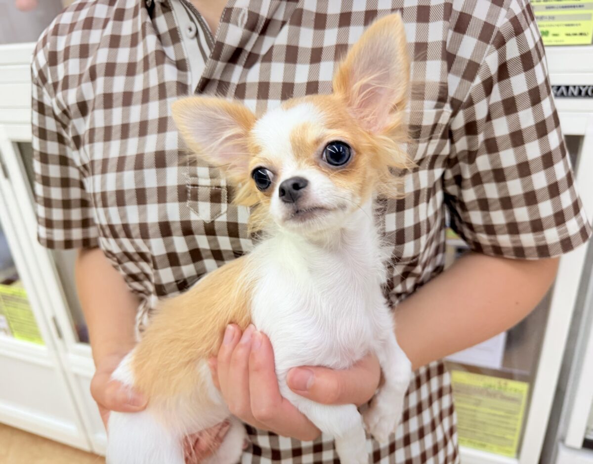 最新画像📸ロングコートチワワ(フォーン&ホワイト)女の子♪グレーのおめめがキラリ✨サークルデビューしています! チワワ
