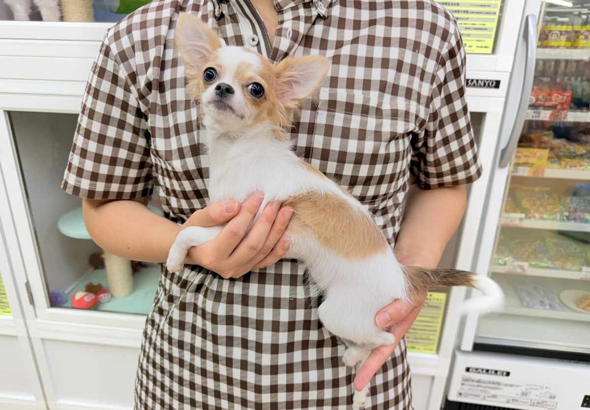 最新画像📸ロングコートチワワ(フォーン&ホワイト)女の子♪グレーのおめめがキラリ✨サークルデビューしています! チワワ