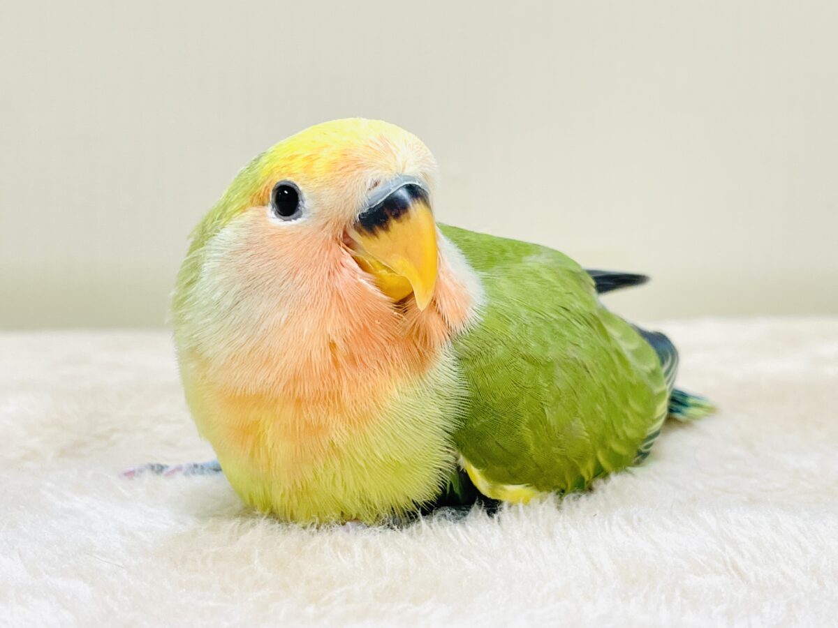 カラフル💛🧡トロピカル～💙💚コザクラインコ（タイガーチェリー）ヒナ
