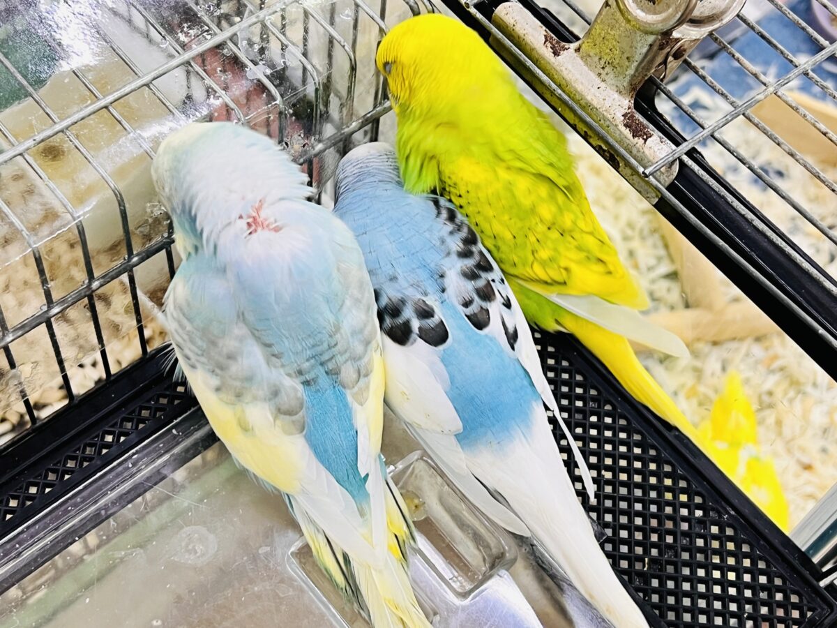 ポイントGET🩷セキセイインコフェア始まりました〜! 説明画像です