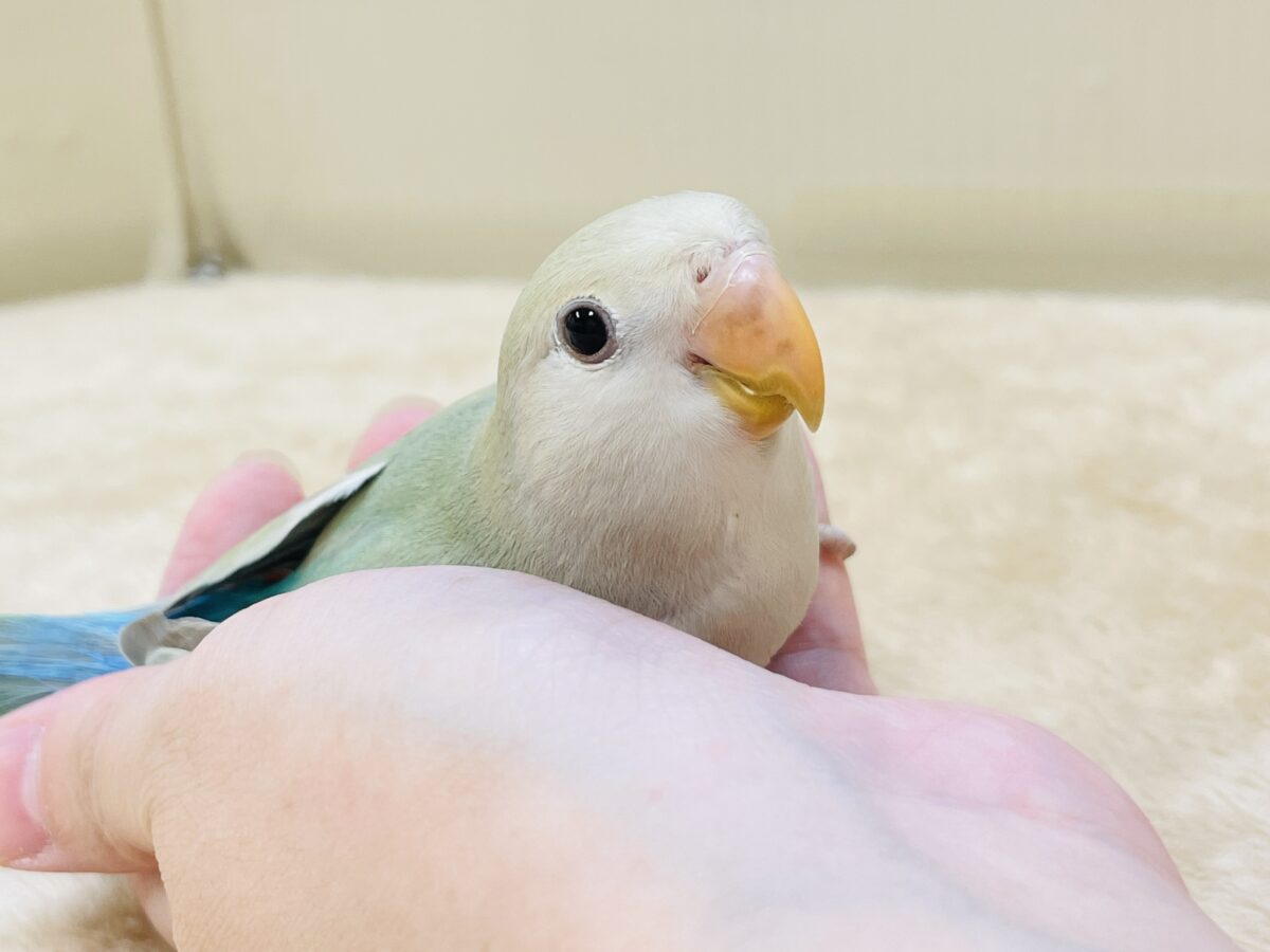 ぽわわ~ん♡見てるだけで癒されます✨️コザクラインコ(シナモン) コザクラインコ(小桜インコ)