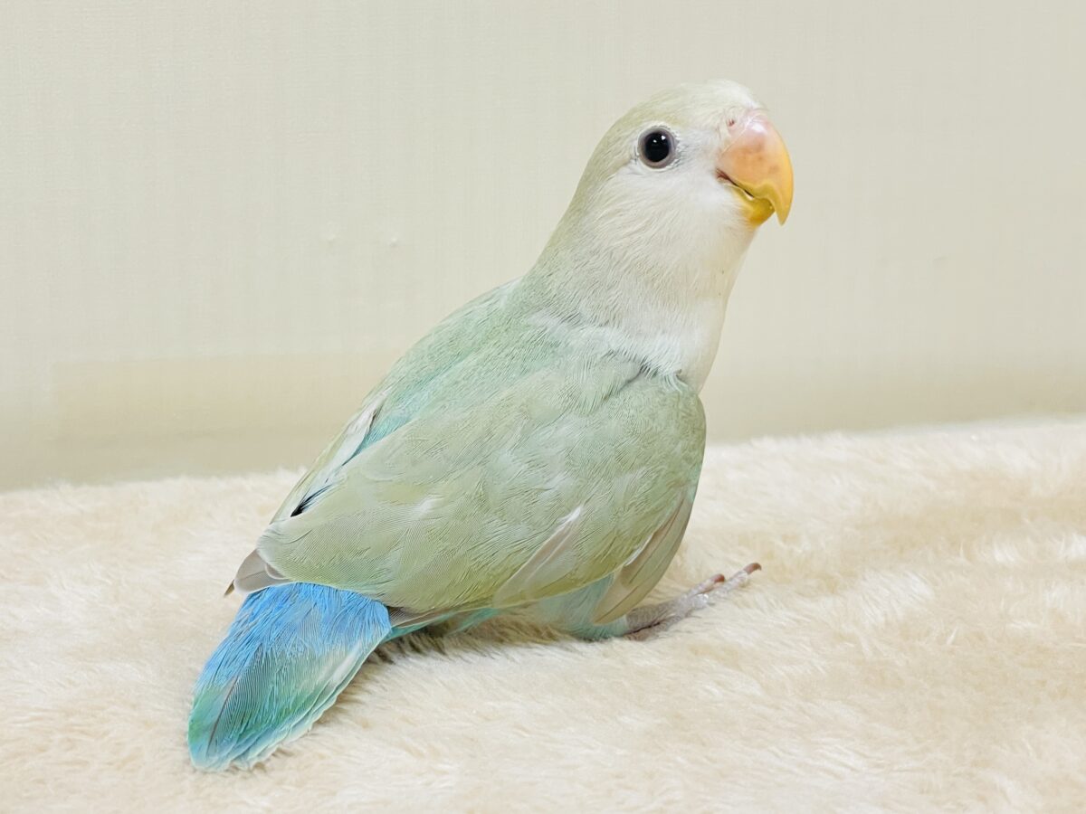 ぽわわ~ん♡見てるだけで癒されます✨️コザクラインコ(シナモン) コザクラインコ(小桜インコ)