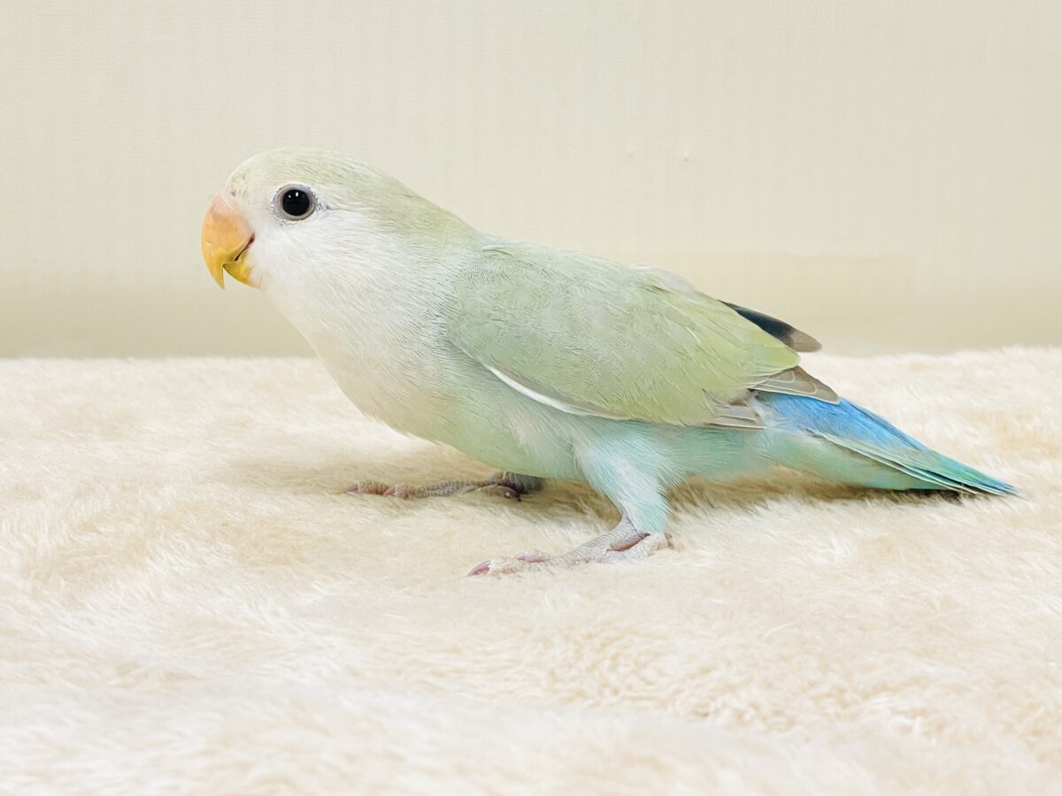 ぽわわ~ん♡見てるだけで癒されます✨️コザクラインコ(シナモン) コザクラインコ(小桜インコ)