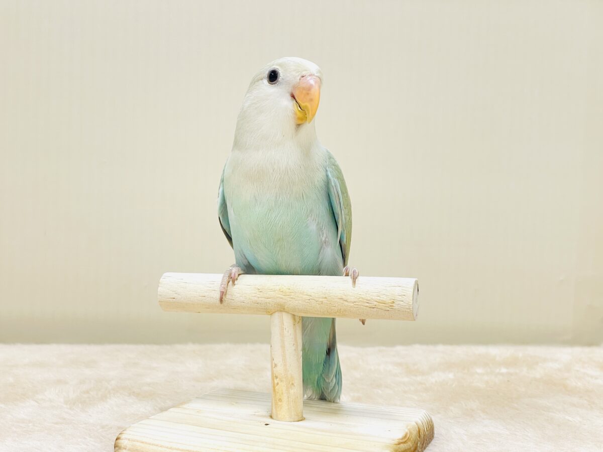 ぽわわ~ん♡見てるだけで癒されます✨️コザクラインコ(シナモン) コザクラインコ(小桜インコ)