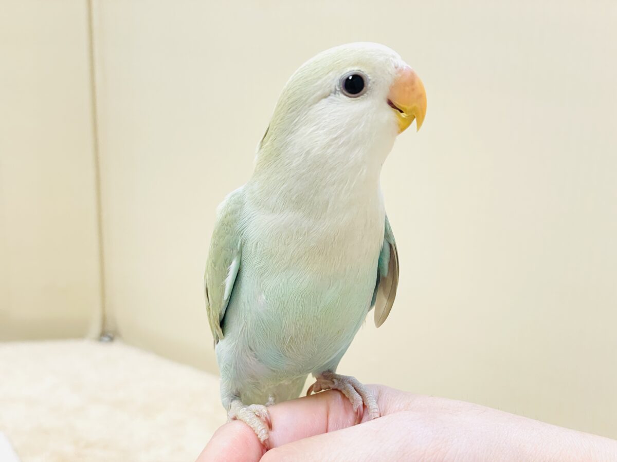 ぽわわ~ん♡見てるだけで癒されます✨️コザクラインコ(シナモン) コザクラインコ(小桜インコ)